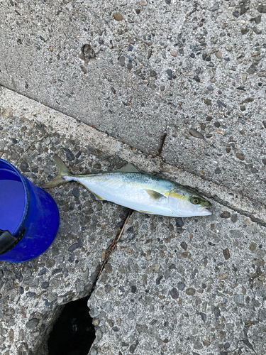 ハマチの釣果