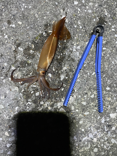 イカの釣果