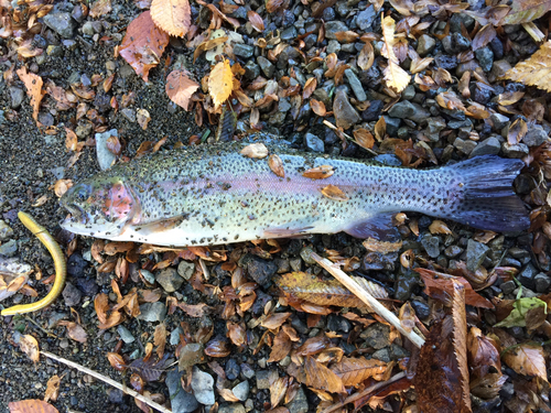 ニジマスの釣果