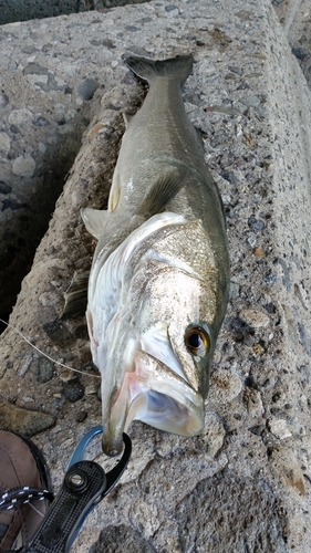 マルスズキの釣果