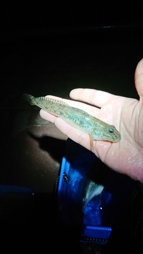 ハゼの釣果