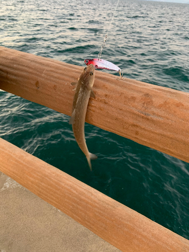 エソの釣果