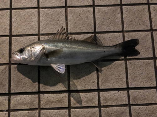 スズキの釣果