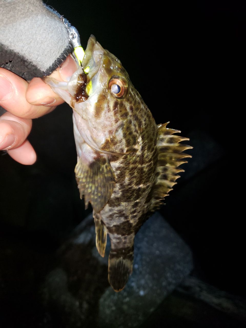 タケノコメバル