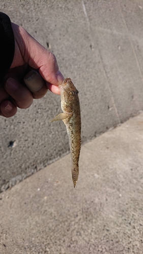 シマハゼの釣果