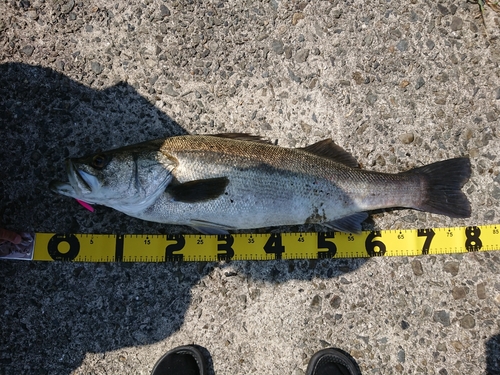 シーバスの釣果