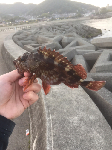 カサゴの釣果