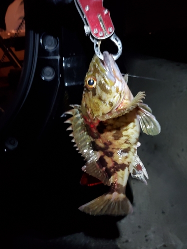 タケノコメバルの釣果