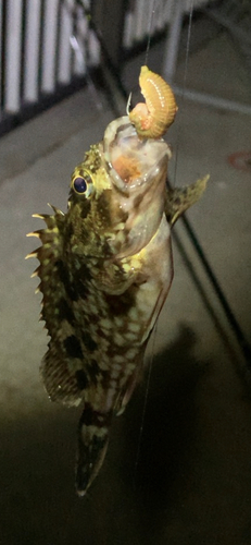 タケノコメバルの釣果