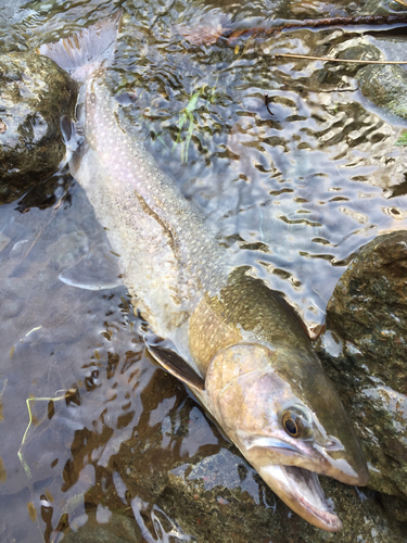 イワナの釣果