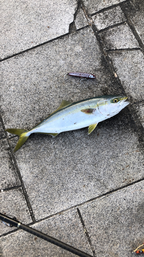 ハマチの釣果