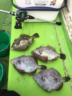 カワハギの釣果