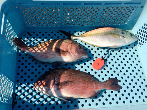 シマアジの釣果