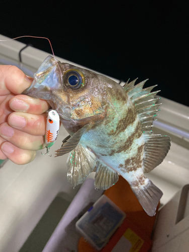 クロメバルの釣果