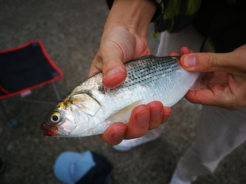 コノシロの釣果