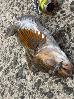 アブラコの釣果