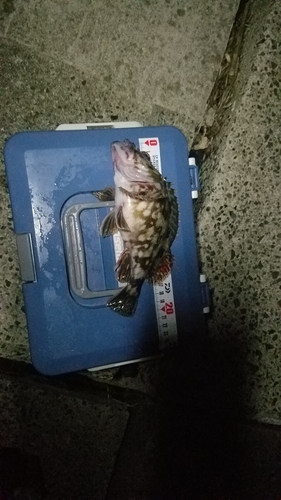 アラカブの釣果