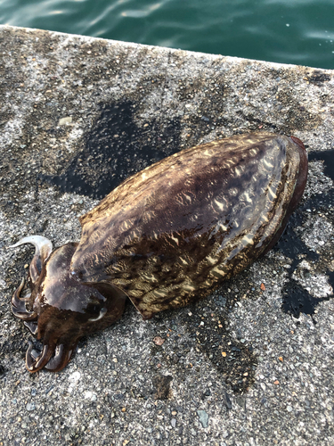 モンゴウイカの釣果