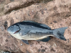 クチブトグレの釣果