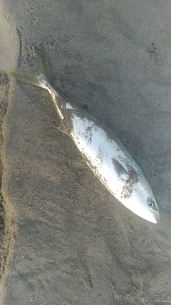 ワラサの釣果