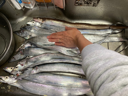 タチウオの釣果