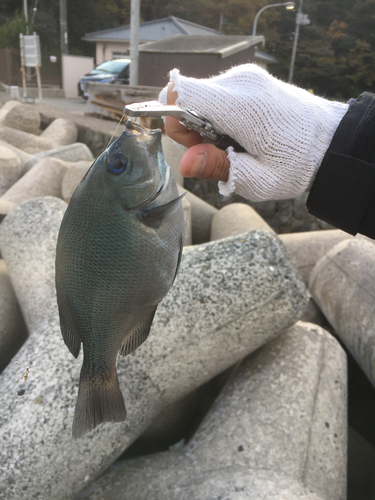 オナガグレの釣果