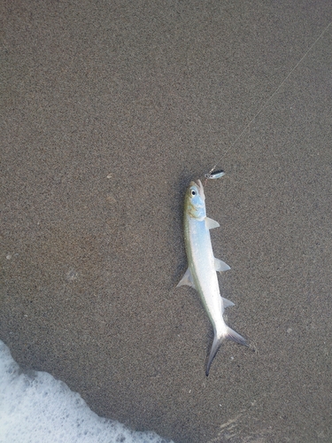 カライワシの釣果