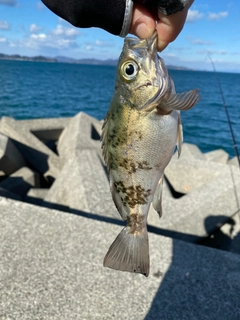 クロメバルの釣果