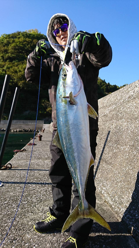 ブリの釣果