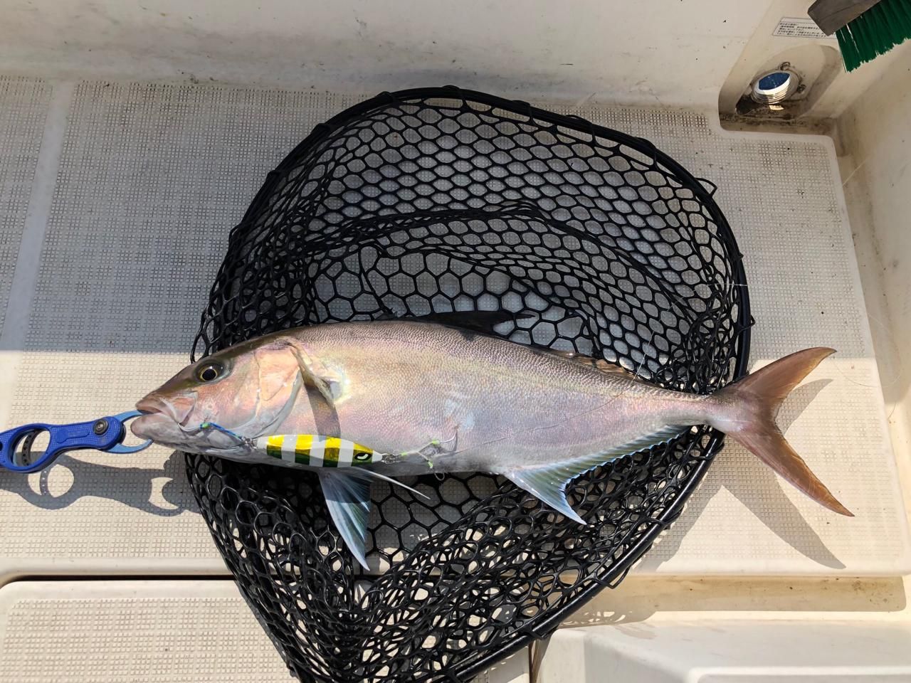 ヒレナガカンパチ