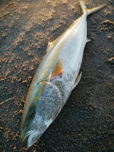 ワラサの釣果