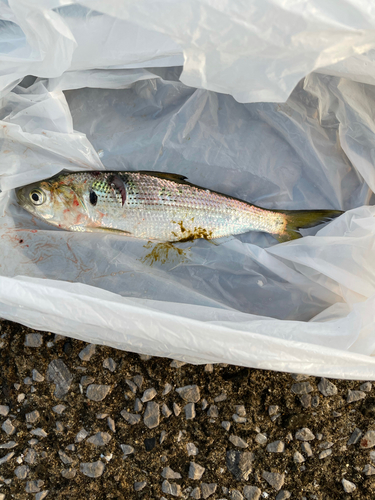 コノシロの釣果