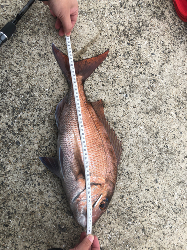 マダイの釣果