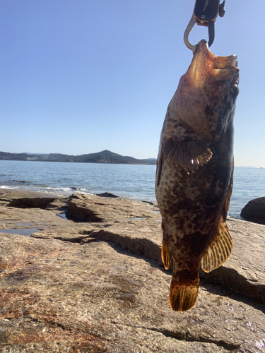 タケノコメバルの釣果