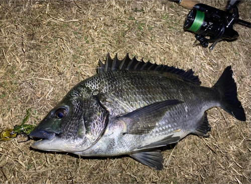 チヌの釣果