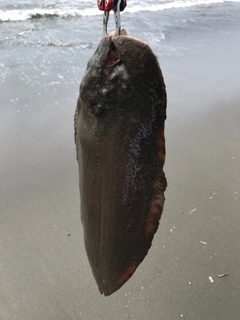 シタビラメの釣果