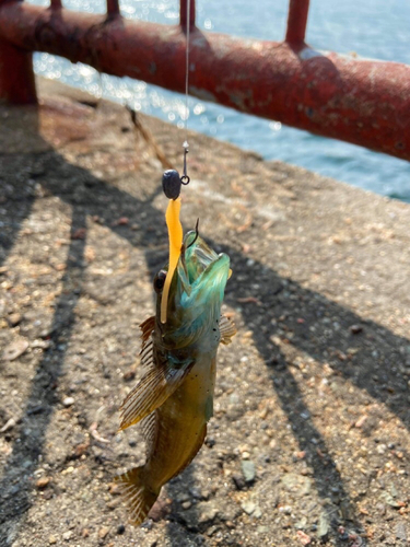 アナハゼの釣果