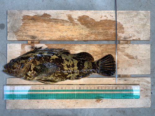 タケノコメバルの釣果