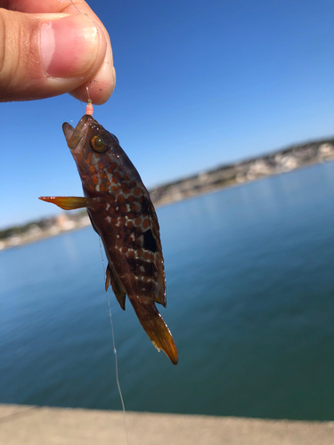 サゴシの釣果