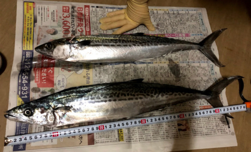 サゴシの釣果