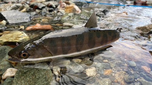 ヤマメの釣果