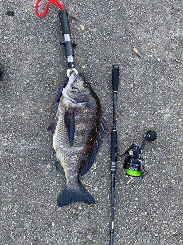 チヌの釣果