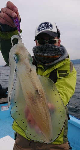 アオリイカの釣果