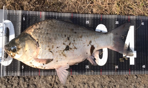 ヘラブナの釣果