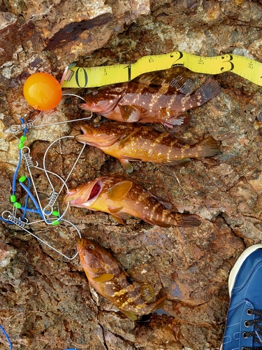 アコウの釣果