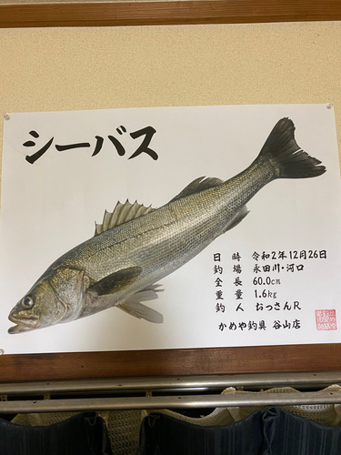 シーバスの釣果