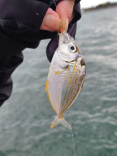 ヒイラギの釣果