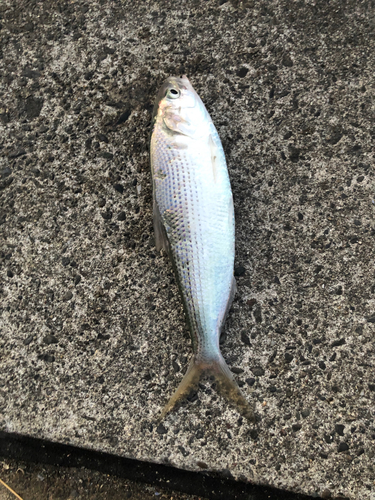 コノシロの釣果