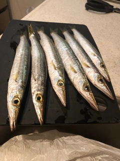 カマスの釣果