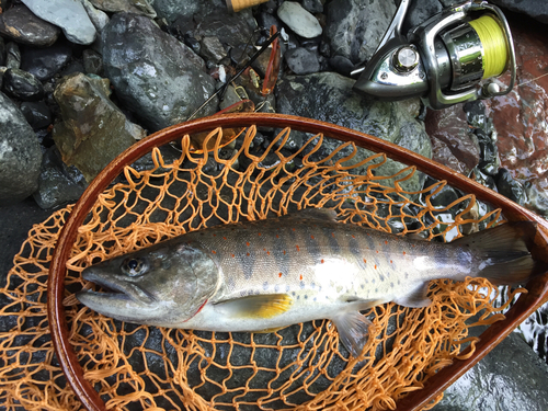 アマゴの釣果